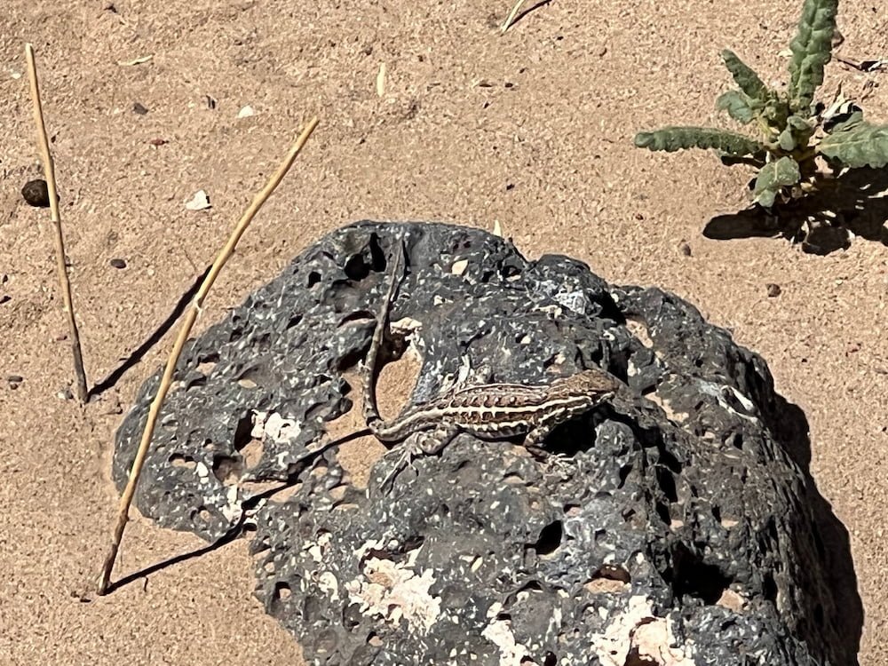 A cheeky lizard
