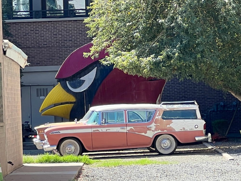 Angry bird
