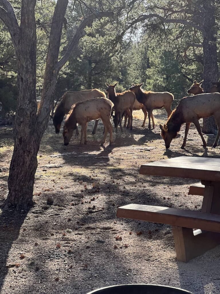 Curious elk