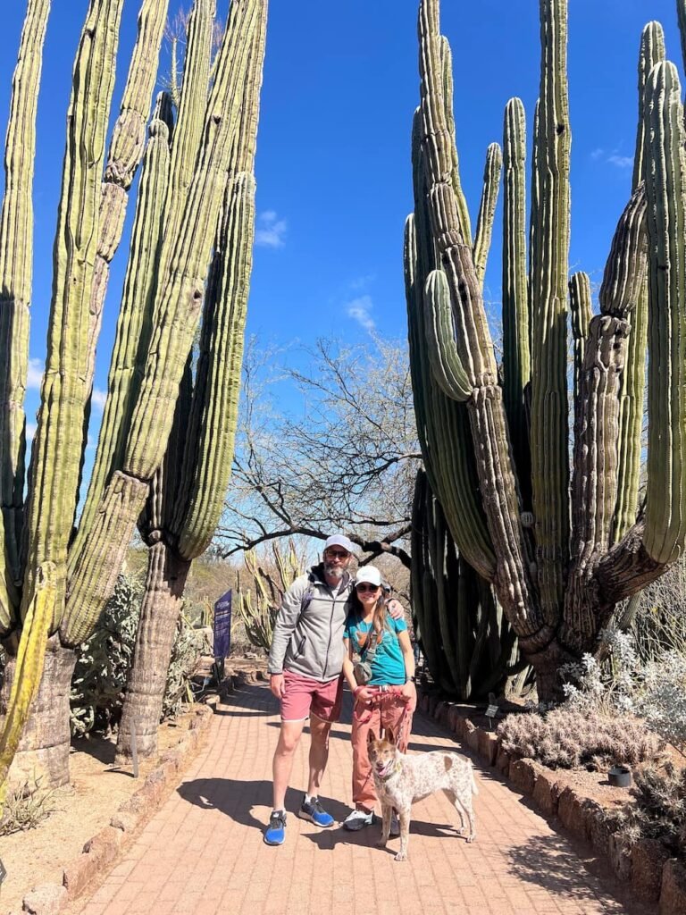Look at the size of those cacti
