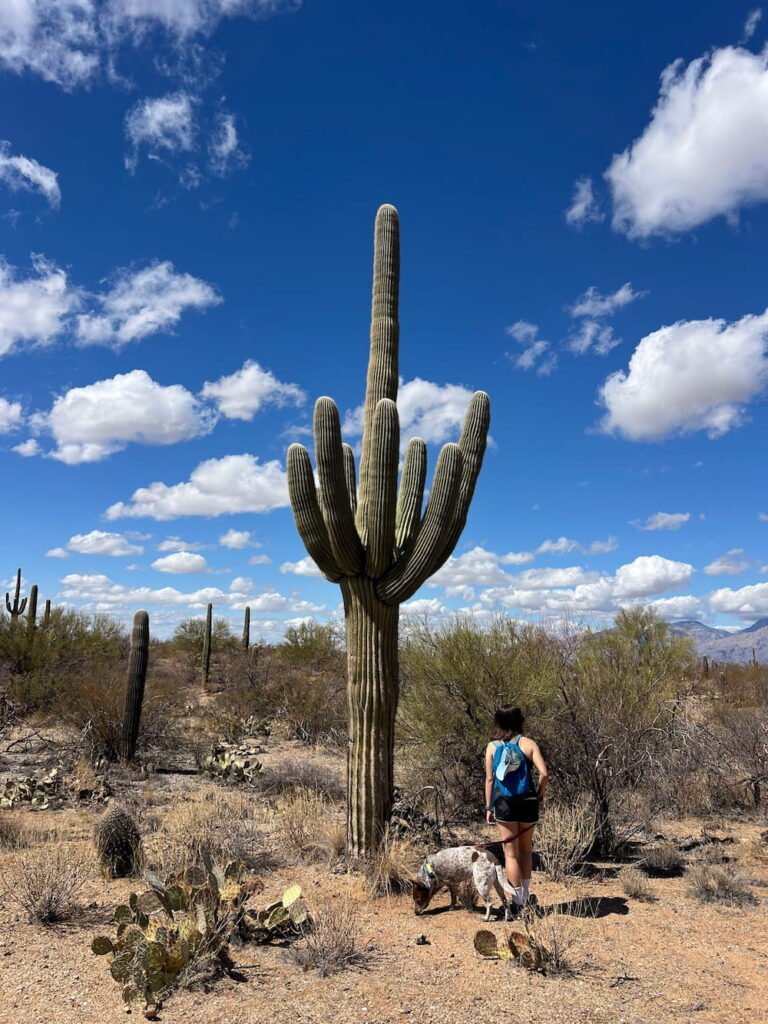 One of the giant cacti