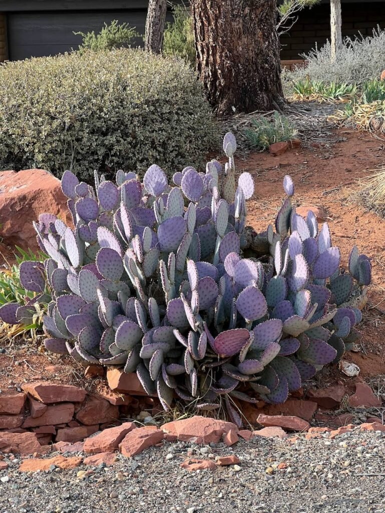 Purple prickly pear