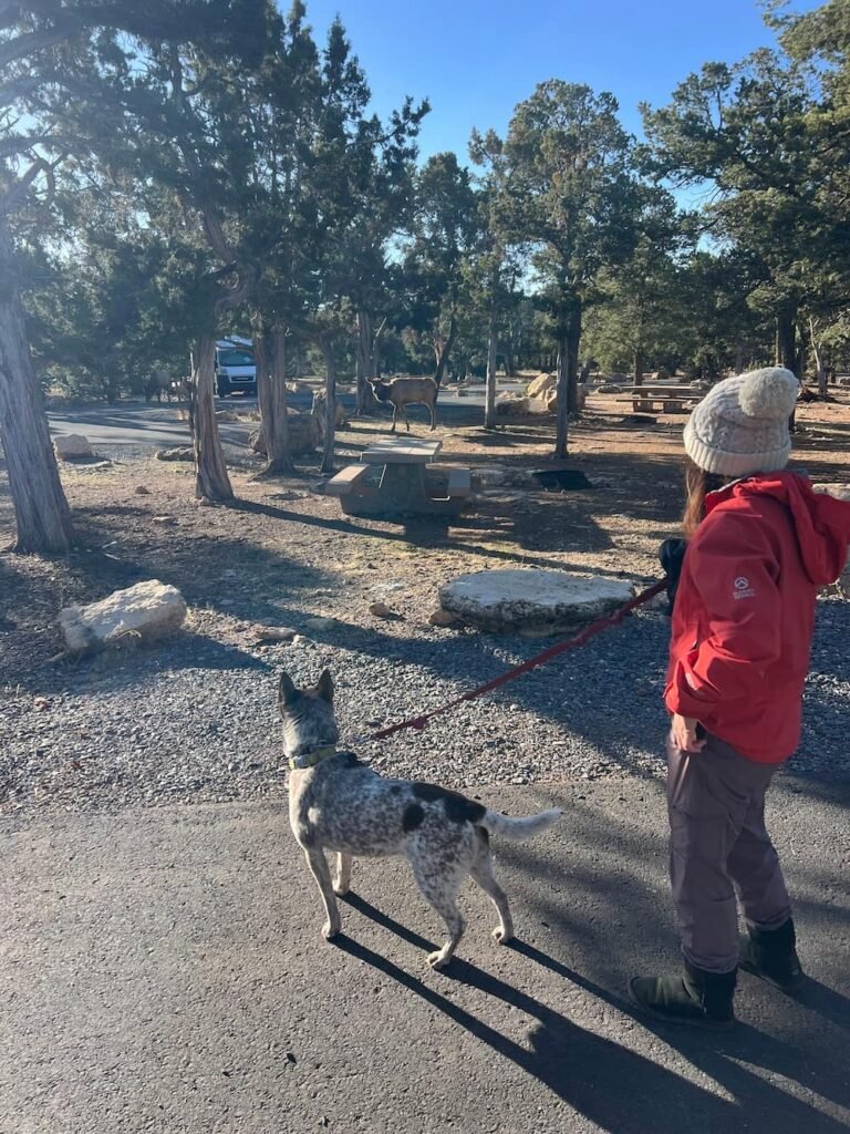 Sheila staring one of the elk down