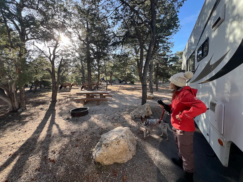They were right beside our RV