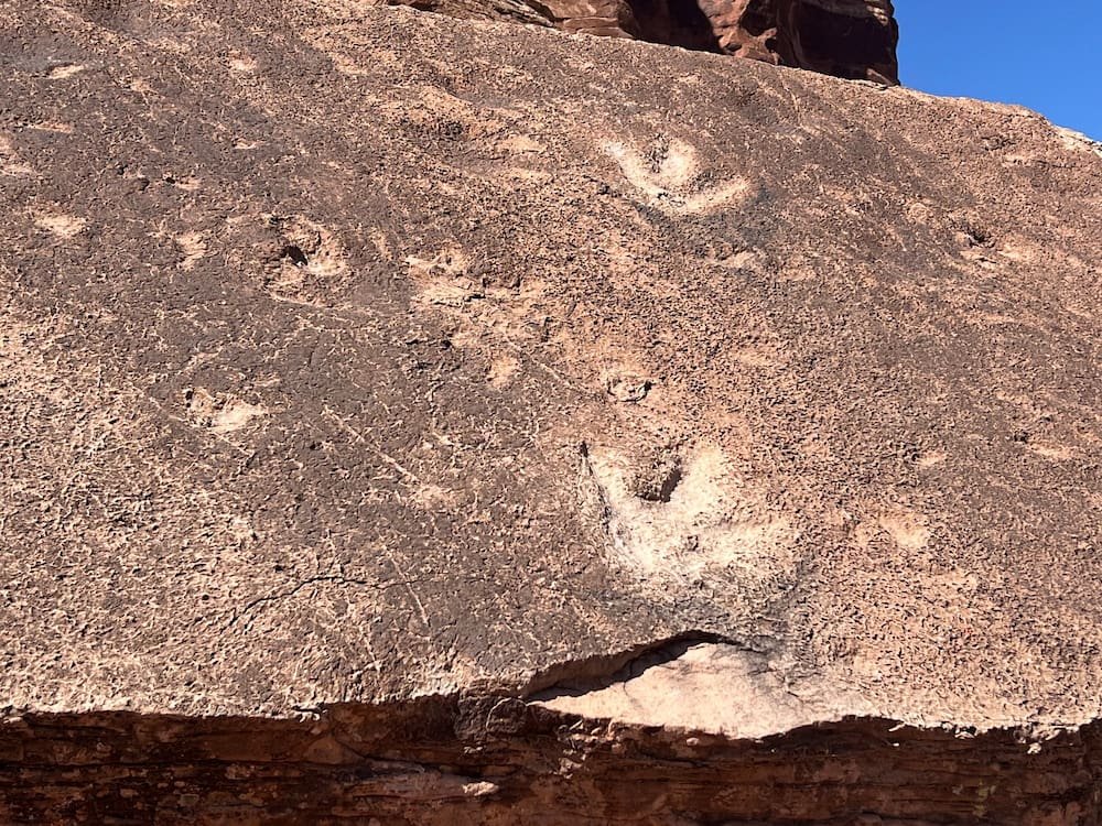 Ahhh dino tracks