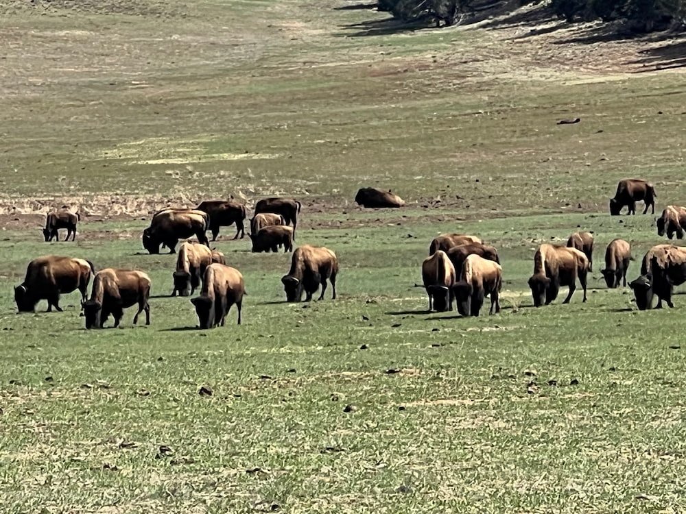 Bison in a paddock just outside the park