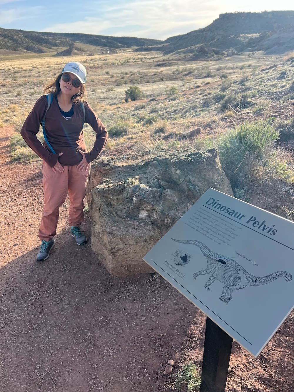 Dinosaur pelvis in a rock