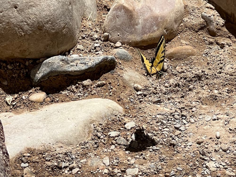 Hard to photograph butterfly