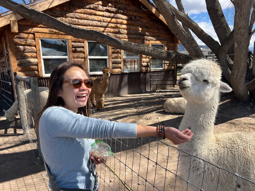 Lisette feeding one of the alpacas