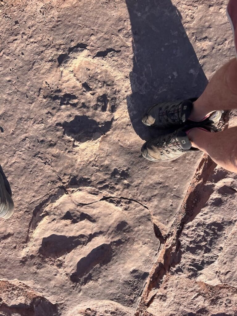 More dino tracks today