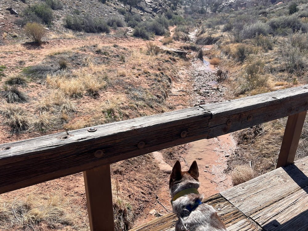 Sheila looking up the creek