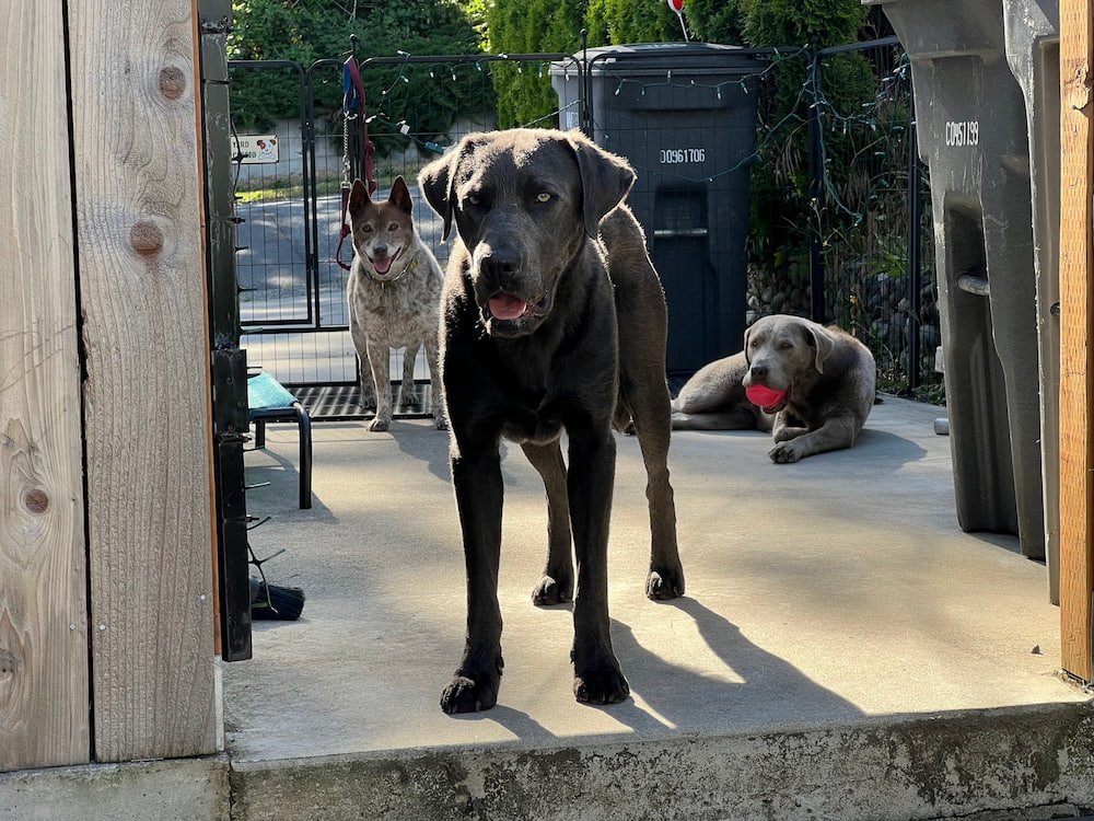Brewski, Sheila and Sophie in the backyard