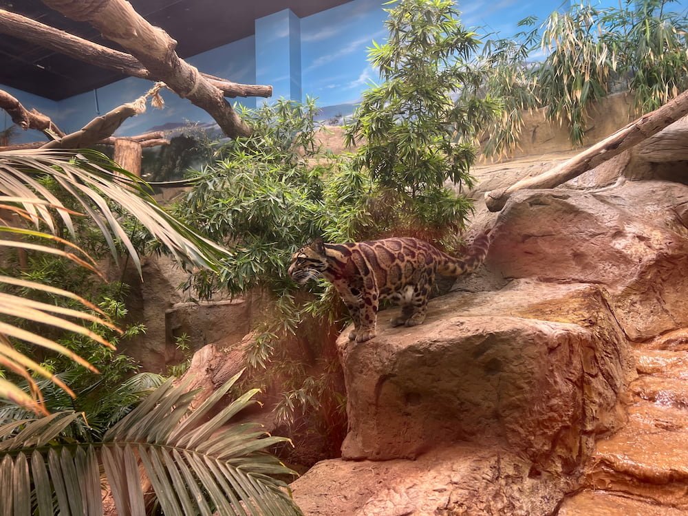 Clouded leopard