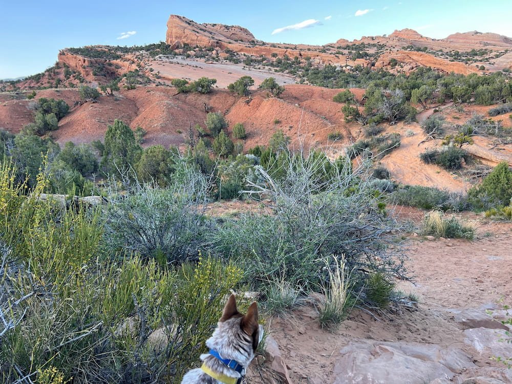 Dinosaur Trackway Trail
