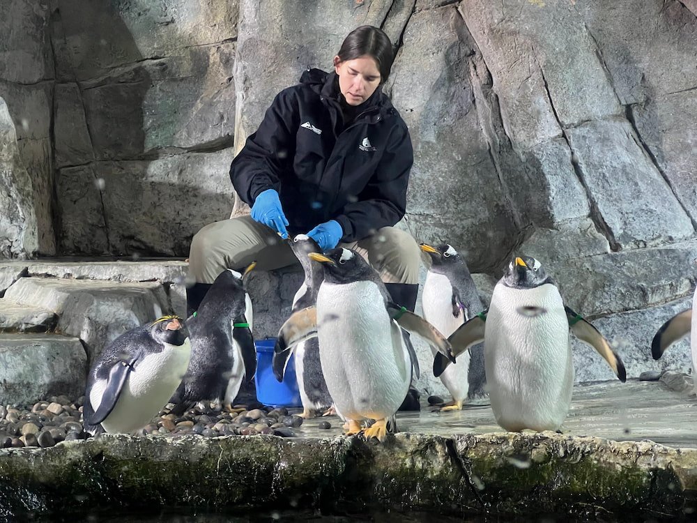 Feeding the penguins