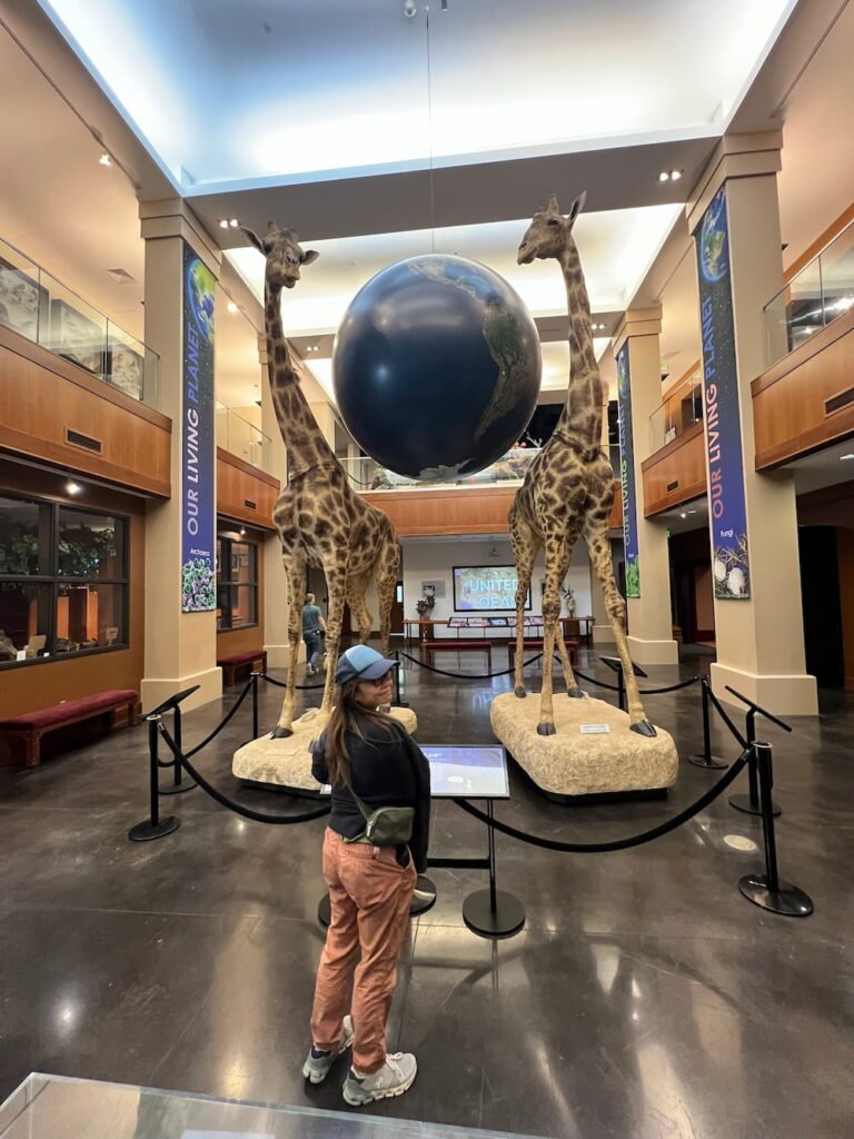 Giraffes at the Bean Life Science Museum