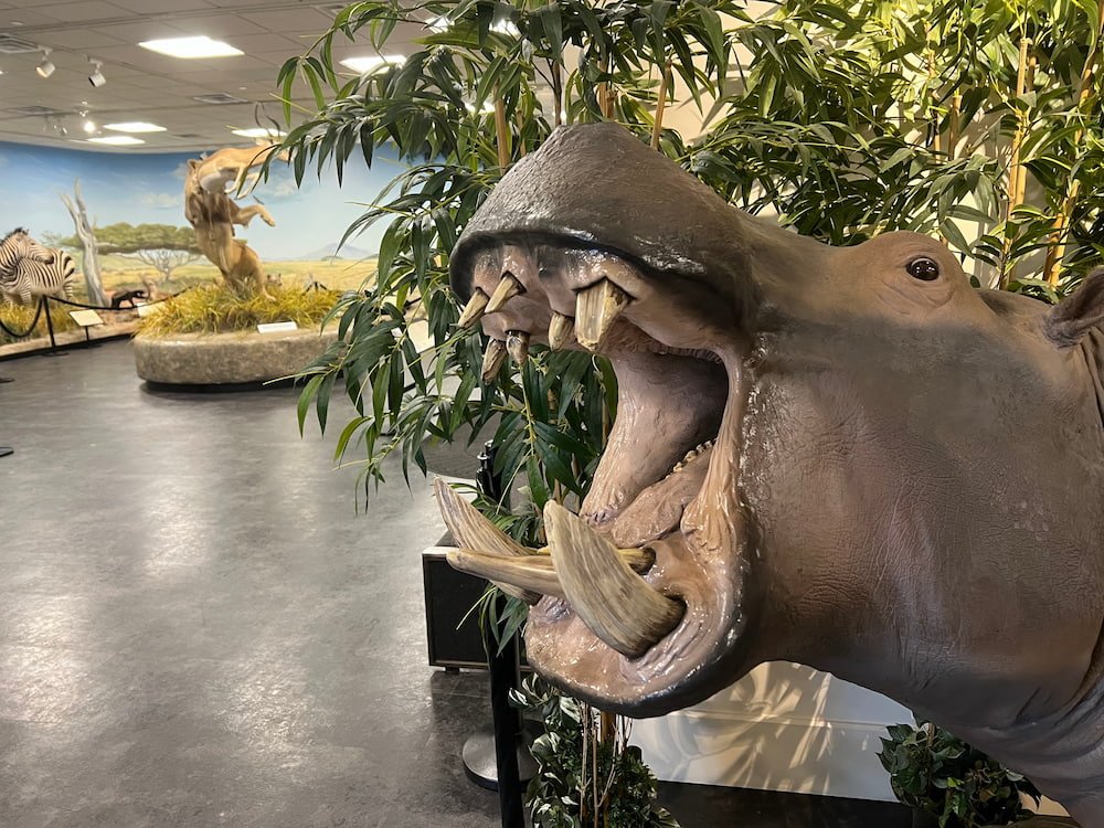 Hippo