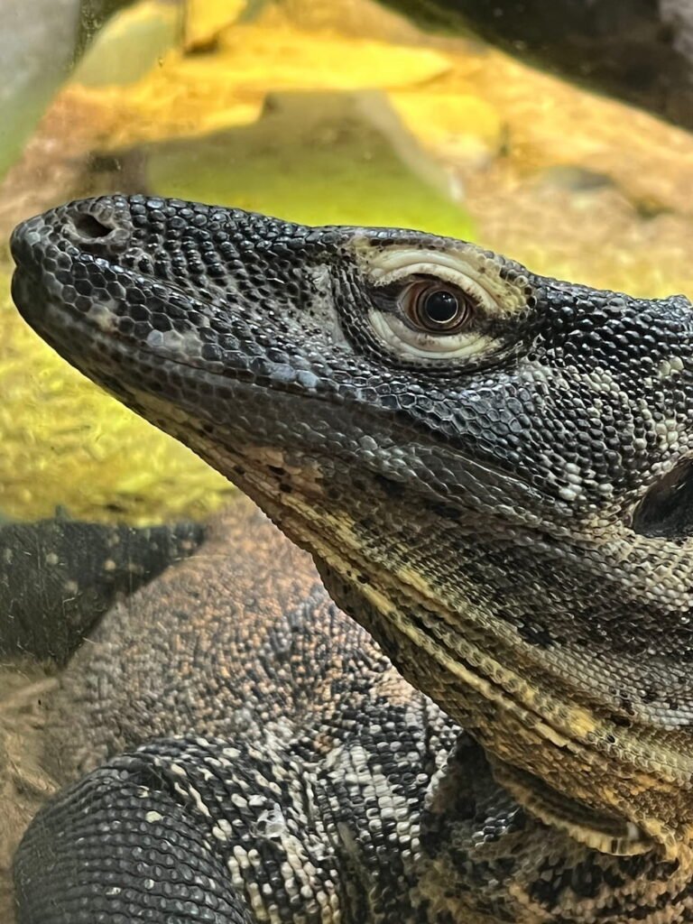 Komodo dragon