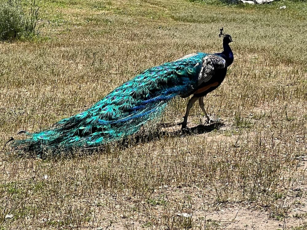 One of the peacocks