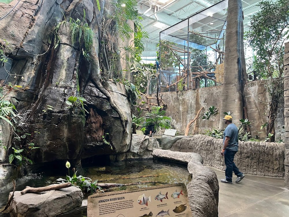 The Amazon experience