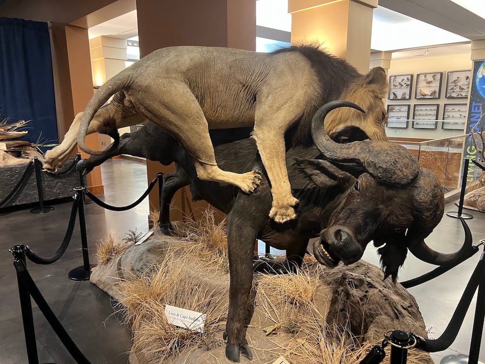 The taxidermy was incredible