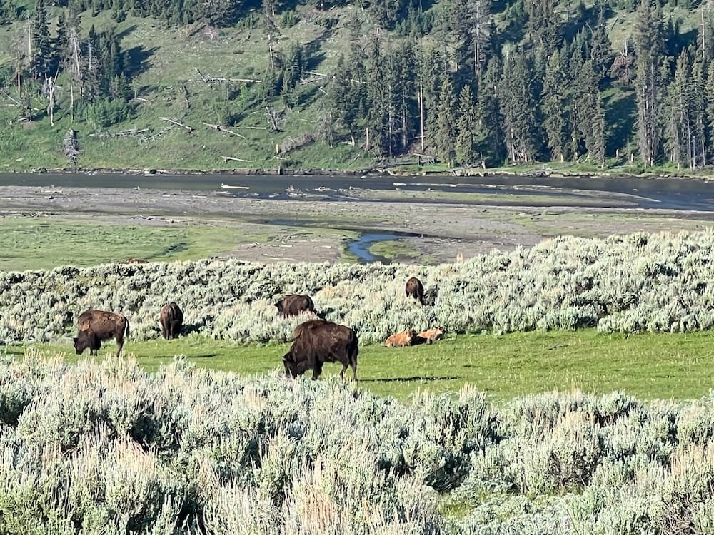 A herd of bison with their young