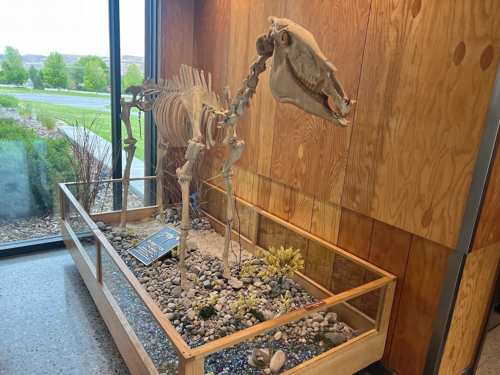 Ancient horse skeleton at the visitor center
