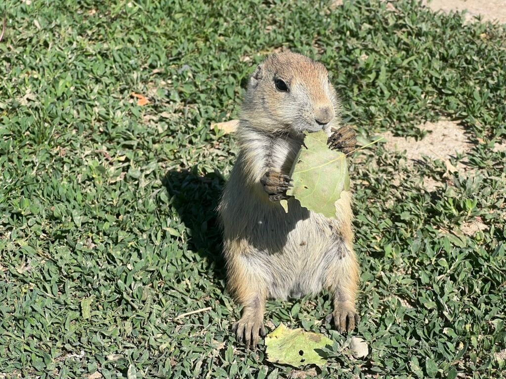 Baby prairie dog munching away