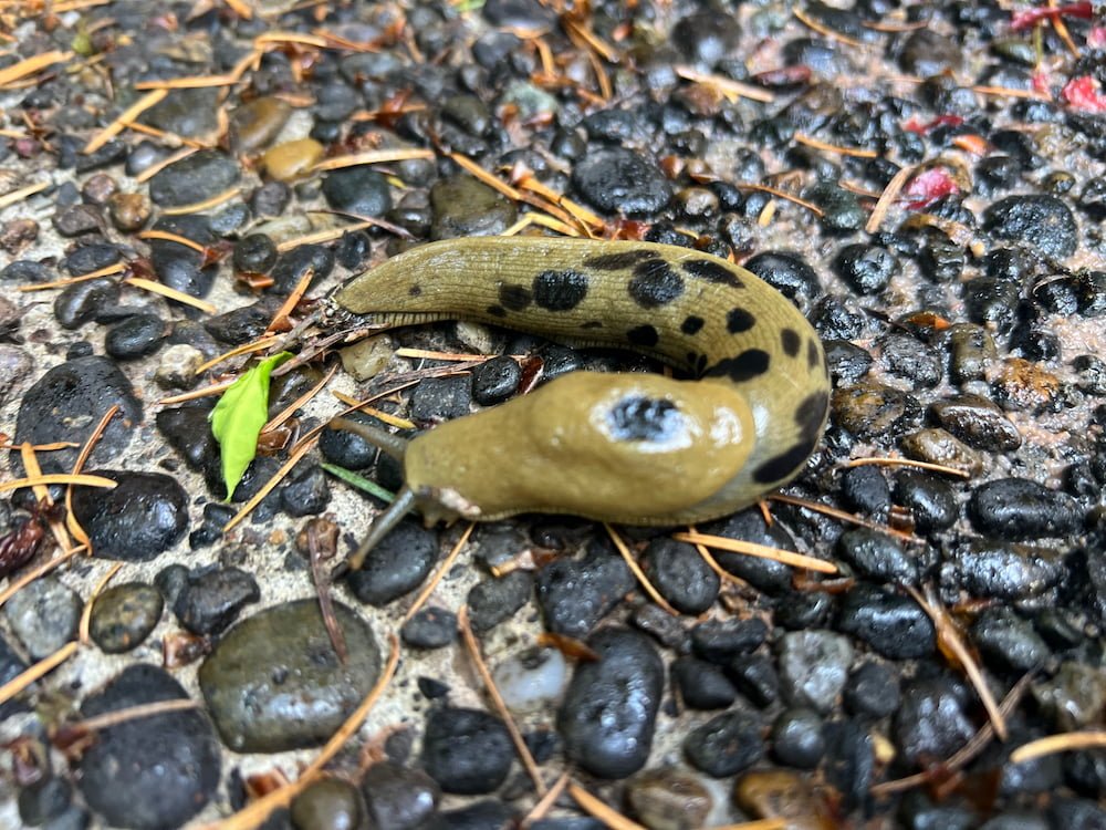 Banana slug
