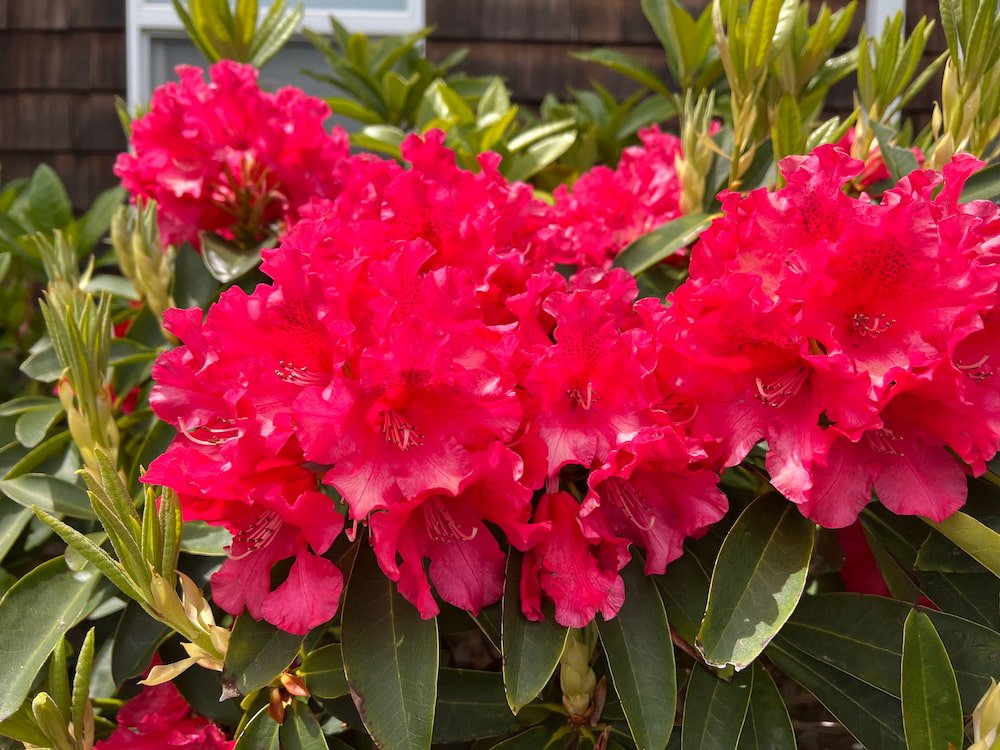 Beautiful rhododendron