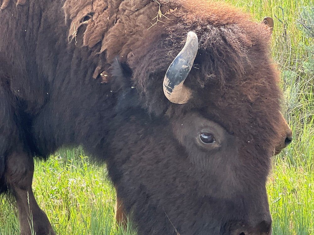 Bison eye