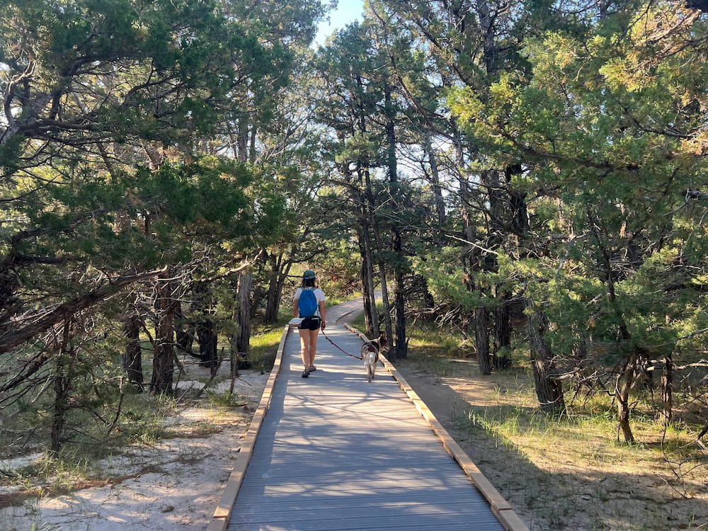 Boardwalk through the trees