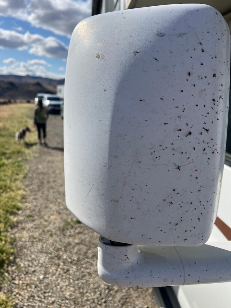 Bug road kill