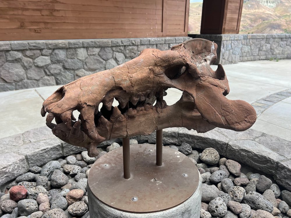 Dinosaur skull