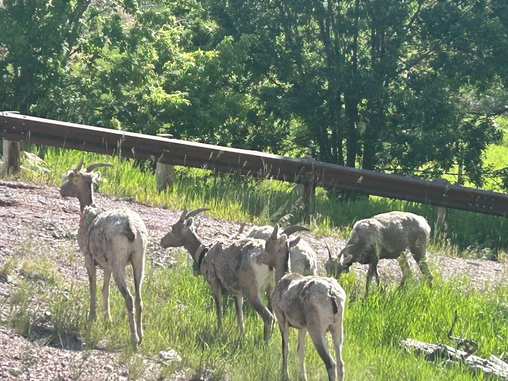 Finally some Bighorn Sheep