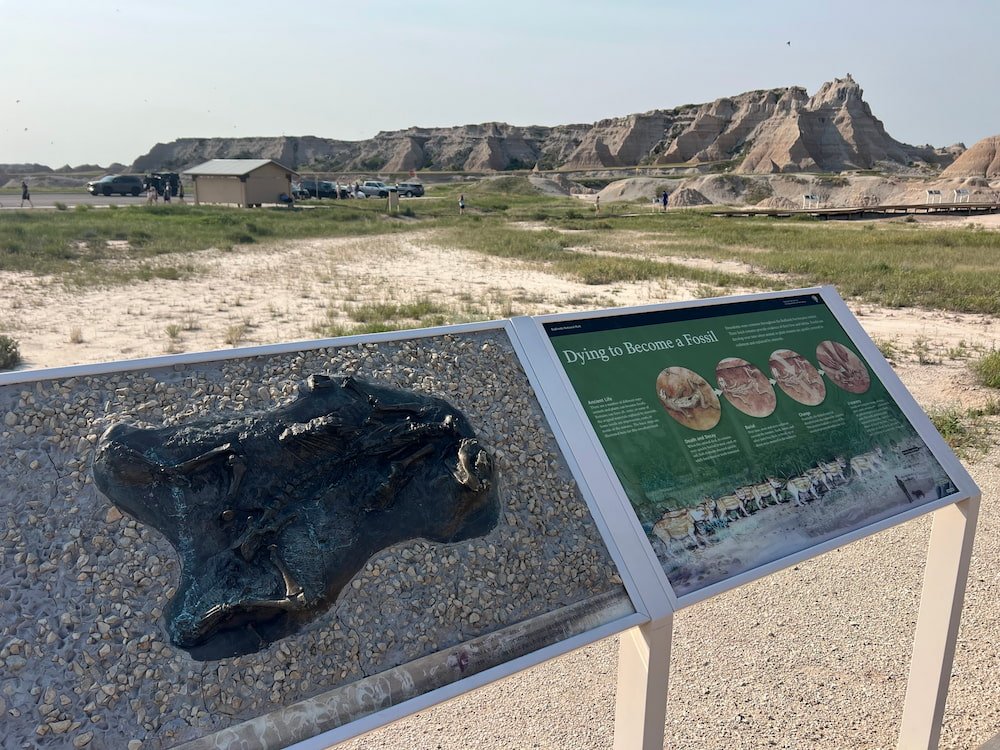 Fossil display
