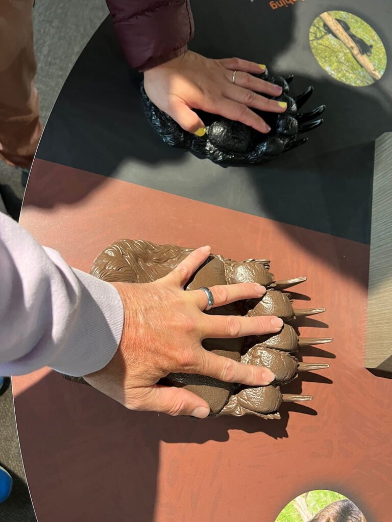 Grizzly vs black bear paws