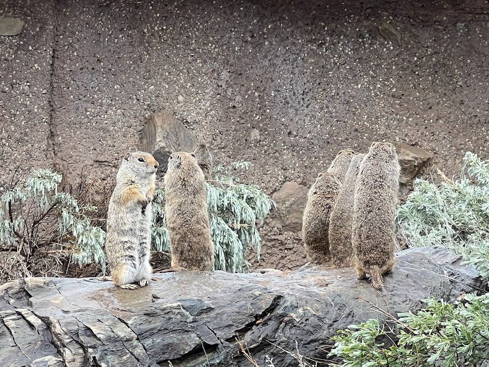 Ground squirrels