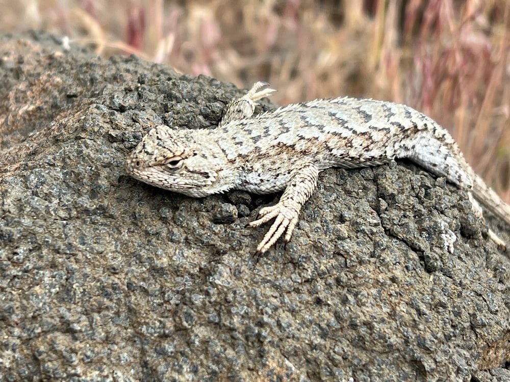 Grumpy lizard