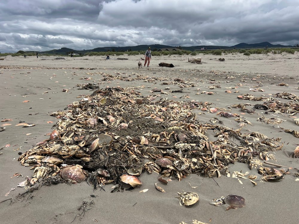 Hundreds of dead crabs on the beach