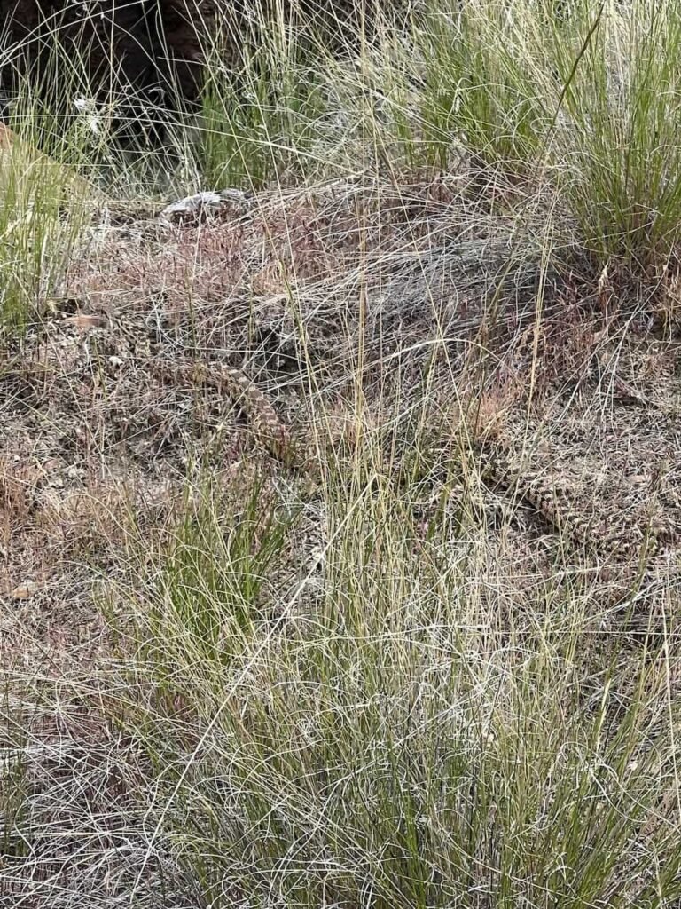 Large snake Michael saw on the trail