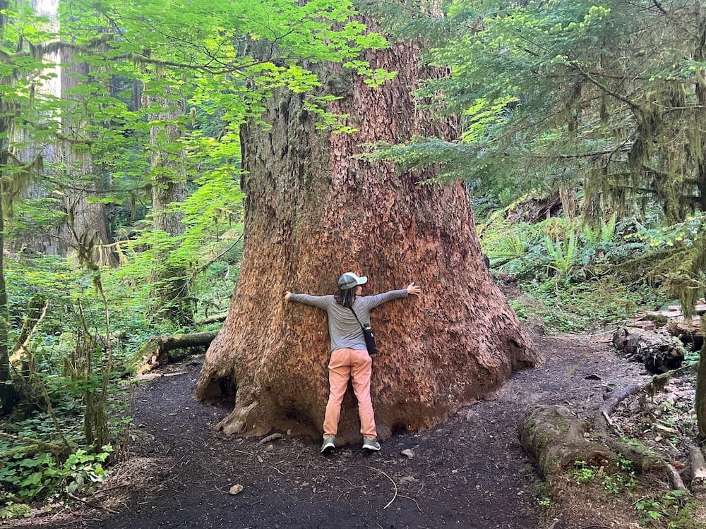 Lisette hugging a giant tree
