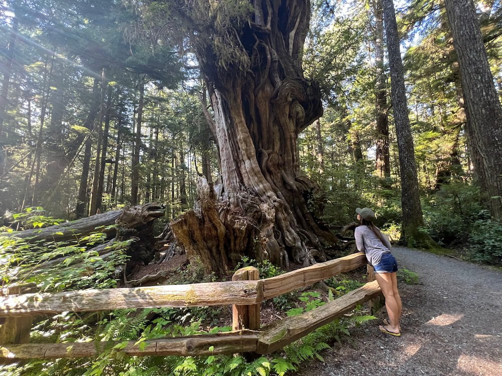 Lisette looking at another record breaking tree