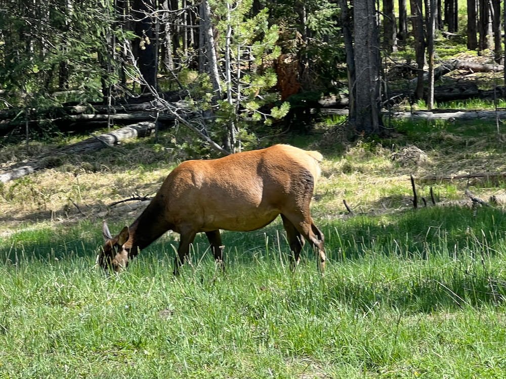 Lone elk