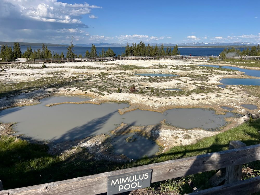 Mimulus Pool
