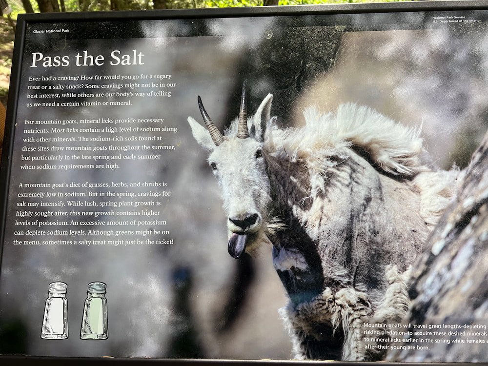 Mountain goats at Goat Lick Overlook