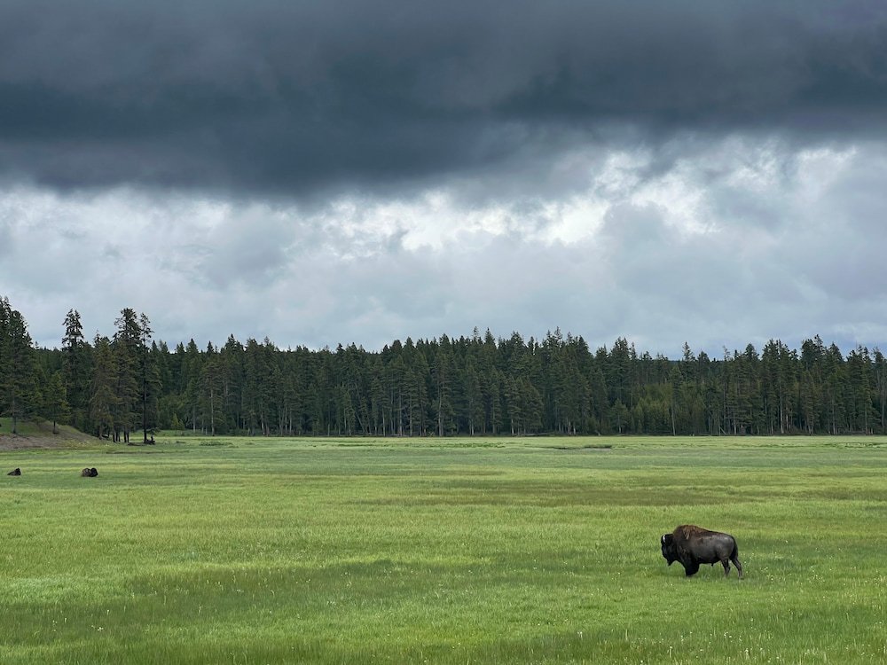 Our first bison sighting was fun