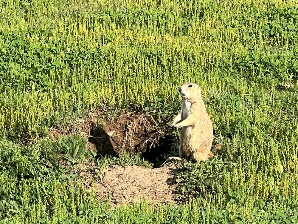 Prarie dog