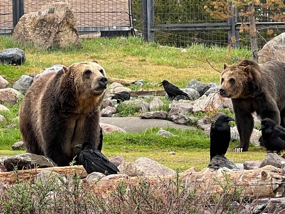 Rescued grizzly bears