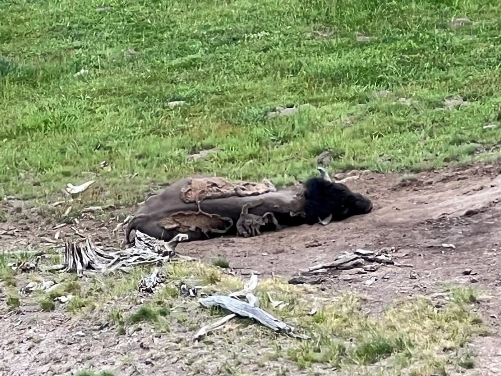 Scraggly bison taking a nap